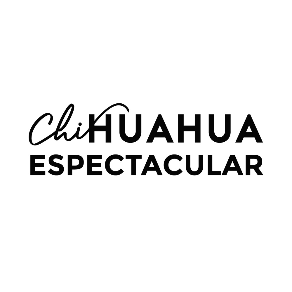 chihuahua espectacular